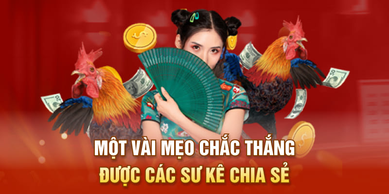 Một vài mẹo chắc thắng được các sư kê chia sẻ