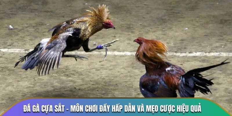 4 kinh nghiệm chơi cá cược đá gà dễ thắng lớn