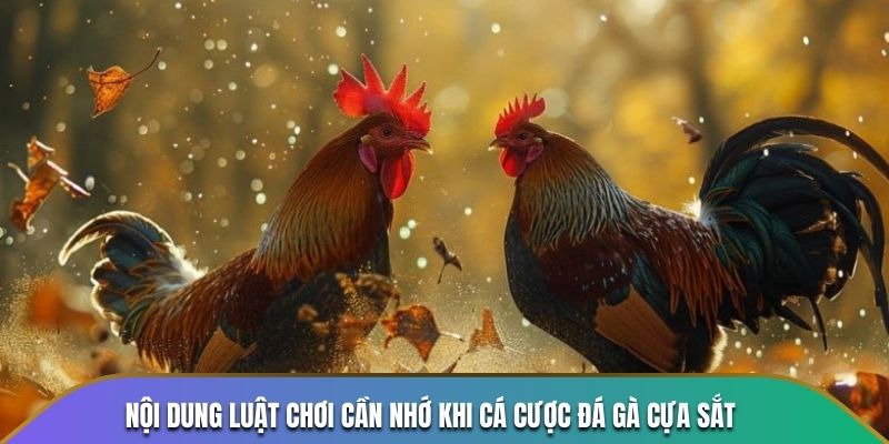 Nội dung luật chơi cần nhớ khi cá cược đá gà cựa sắt