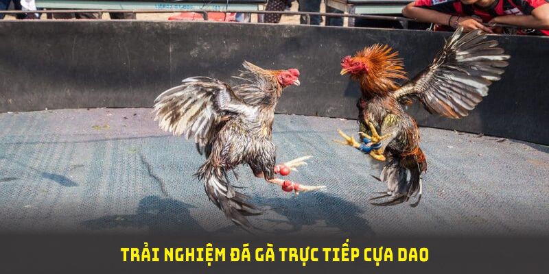 Trải nghiệm đá gà trực tiếp cựa dao tuyệt vời và kịch tính tại U888